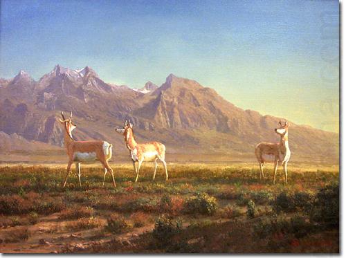 Albert Bierstadt Prong-Horned Antelope oil painting picture